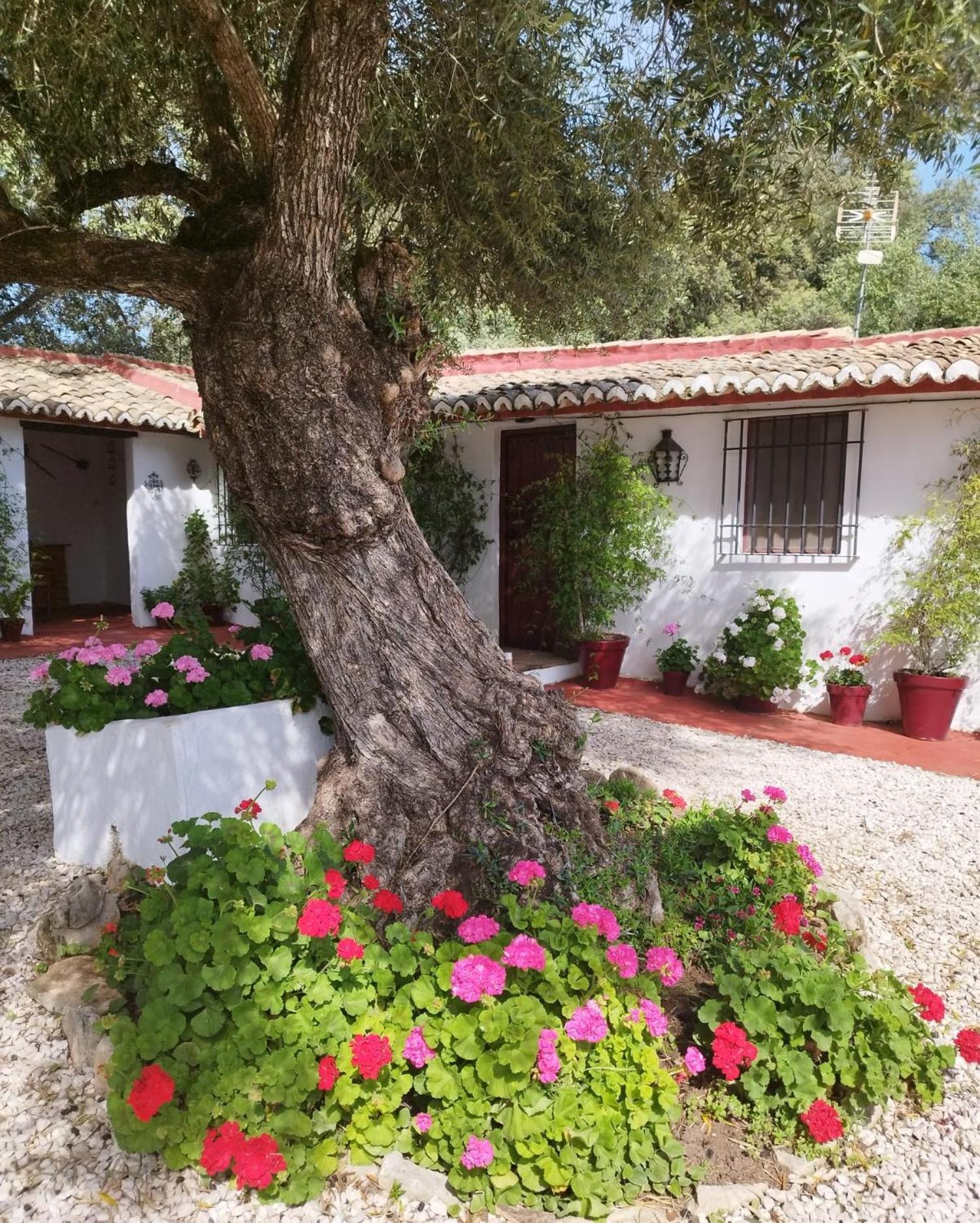 Casa Abanto Villa Ronda Bagian luar foto
